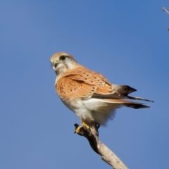 Falco cenchroides at Pialligo, ACT - 6 Jul 2024