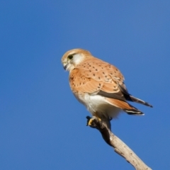 Falco cenchroides at Pialligo, ACT - 6 Jul 2024