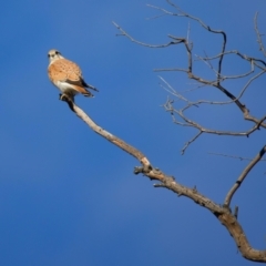 Falco cenchroides at Pialligo, ACT - 6 Jul 2024