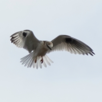 Elanus axillaris (Black-shouldered Kite) at Ginninderry Conservation Corridor - 7 Jul 2024 by kasiaaus