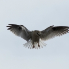 Elanus axillaris at Ginninderry Conservation Corridor - 7 Jul 2024