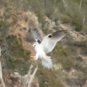 Elanus axillaris at Ginninderry Conservation Corridor - 7 Jul 2024 11:21 AM