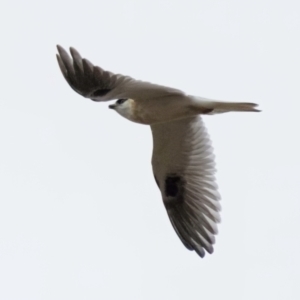 Elanus axillaris at Ginninderry Conservation Corridor - 7 Jul 2024