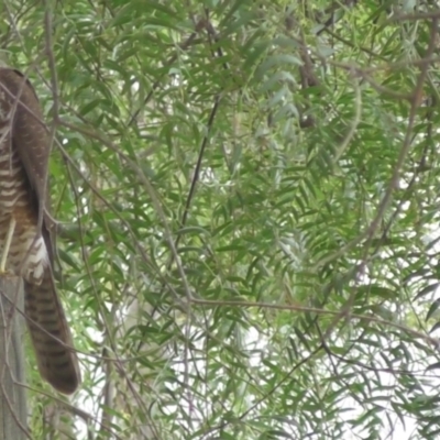 Accipiter cirrocephalus (Collared Sparrowhawk) at Northam, WA - 29 May 2024 by Ladybird