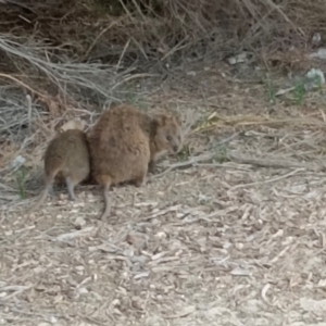 Setonix brachyurus at Rottnest Island, WA - suppressed