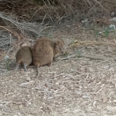 Setonix brachyurus (Quokka) at Rottnest Island, WA - 25 Feb 2024 by Ladybird