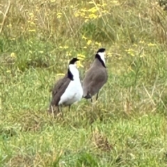 Vanellus miles (Masked Lapwing) at Kangaroo Valley, NSW - 9 Jul 2024 by lbradley