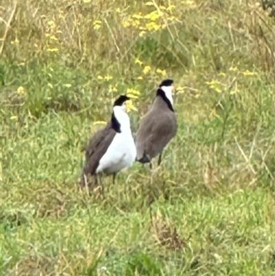 Vanellus miles (Masked Lapwing) at Kangaroo Valley, NSW - 9 Jul 2024 by lbradley