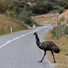 Dromaius novaehollandiae (Emu) at Uriarra Village, ACT - 21 May 2020 by davidcunninghamwildlife