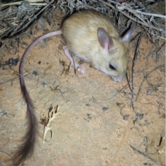 Notomys fuscus (Dusky Hopping-mouse) at Lindon, SA - 21 May 2017 by MichaelBedingfield