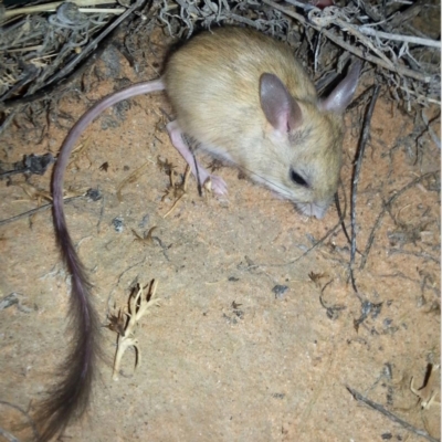 Notomys fuscus (Dusky Hopping-mouse) at Lindon, SA - 21 May 2017 by MichaelBedingfield