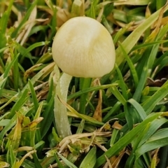 Unidentified Cap on a stem; gills below cap [mushrooms or mushroom-like] at Goulburn, NSW - 9 Jul 2024 by trevorpreston