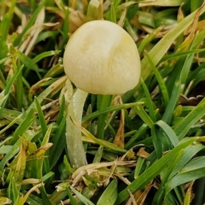 zz agaric (stem; gills not white/cream) at Goulburn, NSW - 9 Jul 2024 10:53 AM