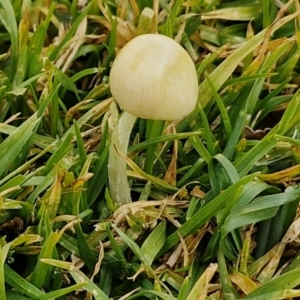 zz agaric (stem; gills not white/cream) at Goulburn, NSW - 9 Jul 2024 10:53 AM