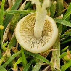 zz agaric (stem; gills not white/cream) at Goulburn, NSW - 9 Jul 2024 10:53 AM