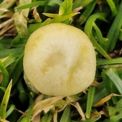 zz agaric (stem; gills not white/cream) at Goulburn, NSW - 9 Jul 2024