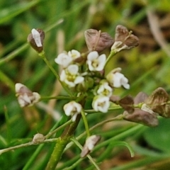 Capsella bursa-pastoris (Shepherd's Purse) at Goulburn, NSW - 9 Jul 2024 by trevorpreston