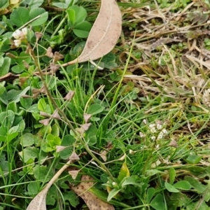 Capsella bursa-pastoris at Goulburn, NSW - 9 Jul 2024