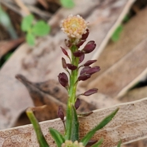 Lepidium africanum at Goulburn, NSW - 9 Jul 2024