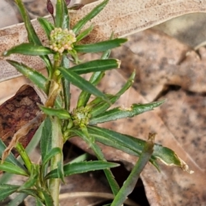 Lepidium africanum at Goulburn, NSW - 9 Jul 2024