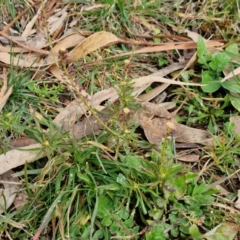 Lepidium africanum at Goulburn, NSW - 9 Jul 2024