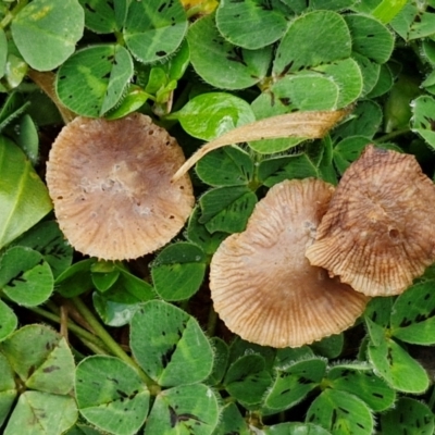 zz agaric (stem; gills not white/cream) at Goulburn, NSW - 9 Jul 2024 by trevorpreston