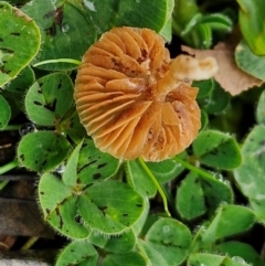 zz agaric (stem; gills not white/cream) at Goulburn, NSW - 9 Jul 2024 10:35 AM