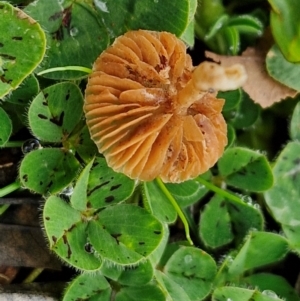 zz agaric (stem; gills not white/cream) at Goulburn, NSW - 9 Jul 2024 10:35 AM