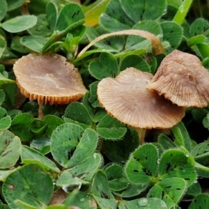 zz agaric (stem; gills not white/cream) at Goulburn, NSW - 9 Jul 2024