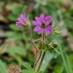 Geranium molle subsp. molle (Cranesbill Geranium) at Goulburn, NSW - 9 Jul 2024 by trevorpreston