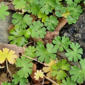 Geranium molle subsp. molle at Goulburn, NSW - 9 Jul 2024