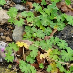 Geranium molle subsp. molle at Goulburn, NSW - 9 Jul 2024