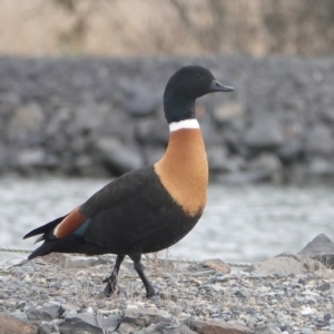 Tadorna tadornoides at Bungendore, NSW - 8 Jul 2024