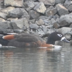 Tadorna tadornoides at Bungendore, NSW - 8 Jul 2024