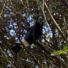Strepera graculina (Pied Currawong) at Kangaroo Valley, NSW - 9 Jul 2024 by lbradley