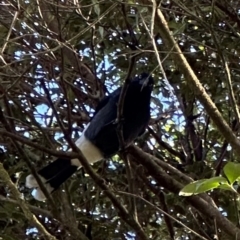 Strepera graculina (Pied Currawong) at Kangaroo Valley, NSW - 9 Jul 2024 by lbradley