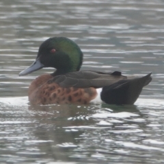 Anas castanea (Chestnut Teal) at Bungendore, NSW - 8 Jul 2024 by Anna123