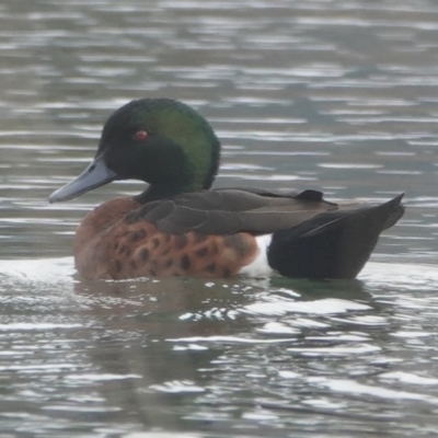 Anas castanea (Chestnut Teal) at Bungendore, NSW - 8 Jul 2024 by Anna123