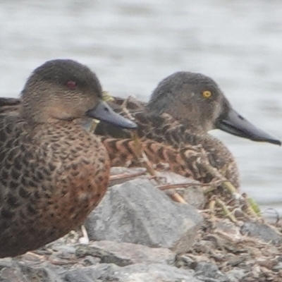 Spatula rhynchotis (Australasian Shoveler) at Bungendore, NSW - 8 Jul 2024 by Anna123