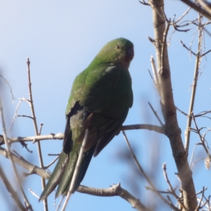 Alisterus scapularis at Braidwood, NSW - 6 Jul 2024 10:11 AM