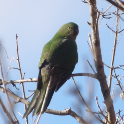 Alisterus scapularis (Australian King-Parrot) at Braidwood, NSW - 6 Jul 2024 by MatthewFrawley