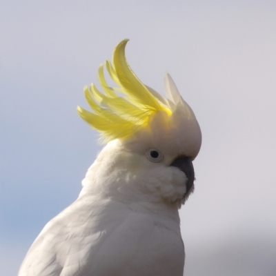 Cacatua galerita (Sulphur-crested Cockatoo) at Braidwood, NSW - 6 Jul 2024 by MatthewFrawley