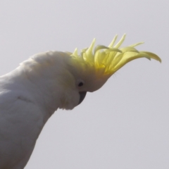 Cacatua galerita at Braidwood, NSW - 6 Jul 2024