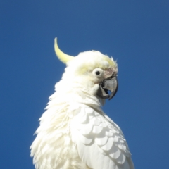 Cacatua galerita at Braidwood, NSW - 6 Jul 2024 10:22 AM