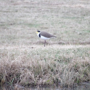 Vanellus miles at Braidwood, NSW - 8 Jul 2024 04:36 PM