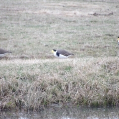 Vanellus miles at Braidwood, NSW - 8 Jul 2024 04:36 PM