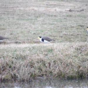 Vanellus miles at Braidwood, NSW - 8 Jul 2024