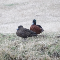 Anas castanea (Chestnut Teal) at Braidwood, NSW - 8 Jul 2024 by MatthewFrawley