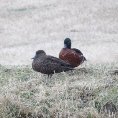 Anas castanea (Chestnut Teal) at Braidwood, NSW - 8 Jul 2024 by MatthewFrawley