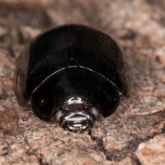 Paropsisterna nigerrima (Leaf beetle, Button beetle) at Belconnen, ACT - 9 Jul 2024 by kasiaaus
